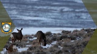 Wyoming Range Mule Deer Update