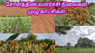 சோளம் எப்படி வளர்ச்சி அடைகிறது.கரை அமைத்தல், நீர்💦 பாய்ச்சல், சோளத்தின்  வளர்ச்சி நிலைகள் முழு பதிவு