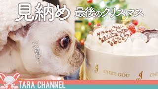 3年間ありがとう。フレブルと過ごしたアパートで最後のクリスマス