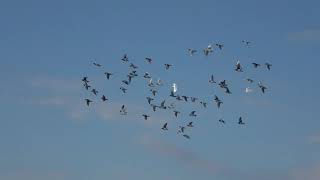 Fさん鳩舎　今日は良い天気ですね。