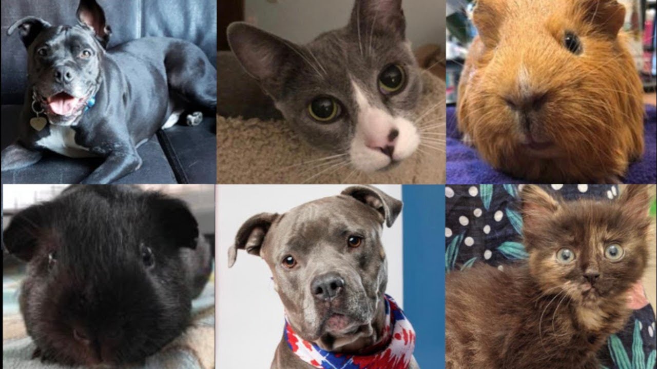 Check Out The Adoptable Pets For The Week Of Aug. 9 - YouTube