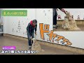 【犬 しつけ】おすわりが出来ないのはどうして？チェックしてみよう