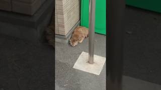 コンビニの野良猫さん