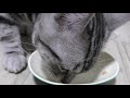 初めてまぐろの刺身を食べる子猫の反応を撮影してみました..！【asmr】