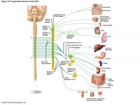 Anatomy And Physiology Chapter 14 Autonomic Nervous System - YouTube