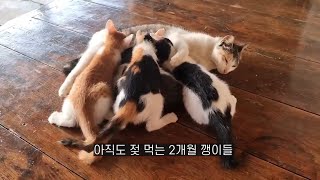 아직도 젖먹는 2개월 아깽이들