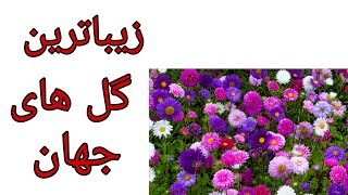 زیباترین گل های جهان