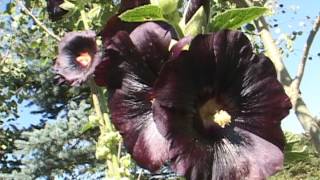 Colorado flowers dark purple