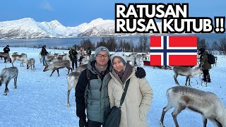 RUSA KUTUB DI NORWEGIA TROMSO - KETEMU RATUSAN EKOR (Vlog Scandinavia Part II)