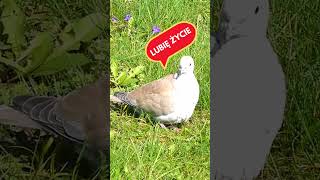 A sickleberry pigeon and relax 😍 #nature_a