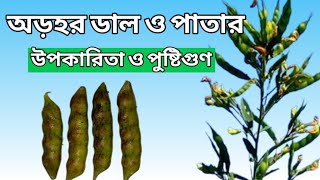 অড়হর ডাল ও পাতার  বিস্ময়কর উপকারিতা, পুষ্টিগুণ ও ঔষধি গুণ। বাংলার জিনসেং অড়হর ডাল কেন খাবেন,