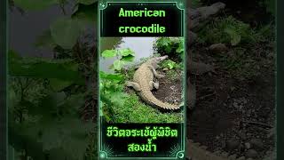 เจาะลึก! ชีวิตจระเข้ผู้พิชิตสองน้ำ  #crocodile