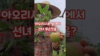 아오리 사과 수확 언제부터? 무더위 한방에 날리는 아오리사과 #shorts  #아오리사과 #가을농원