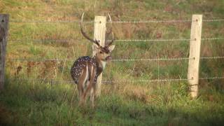 Chital Stag kill shot