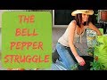 Growing Bell Peppers from Seed in Containers - How to Grow Bell Peppers in Containers in Arizona