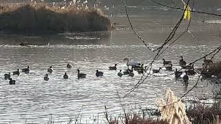 김해 화포천 습지 생태공원내 겨울철새 Winter Bird in the Wetland Ecological Park in Hwapocheon Stream, Gimhae City