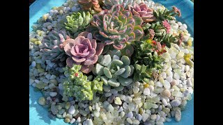 Beautiful bird bath garden with colorful succulents!