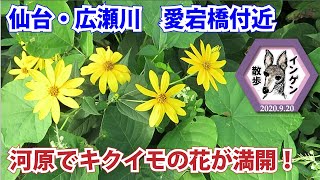 インゲン散歩　仙台・広瀬川17　河原でキクイモの花が満開！　2020 9 20