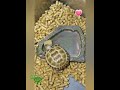 寶寶巴西龜 四指陸龜趣味回憶錄 baby red eared turtle tortoise fun video ep.14 終於吃糧啦！eat tortoise food finally 🐢😁