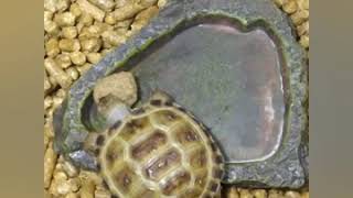 寶寶巴西龜/四指陸龜趣味回憶錄 baby red eared turtle/tortoise fun video ep.14 終於吃糧啦！Eat tortoise food finally 🐢😁