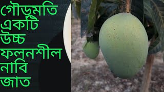 গৌড়মতি একটি উচ্চ ফলনশীল নাবি জাতের বানিজ্যিক আম | বাংলাদেশের সবচেয়ে লেট ভ্যারাইটির আম | গৌড়মতি বাগান