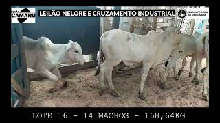 LOTE 16   14 MACHOS   168,64 KG