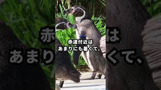 ペンギンが北極にいない理由【ずんだもん解説】#ペンギン #雑学 #豆知識 #トリビア #ずんだもん解説 #ゆっくり解説