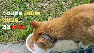 영역 싸움에서 패한 길고양이, 어디로 가야하나...