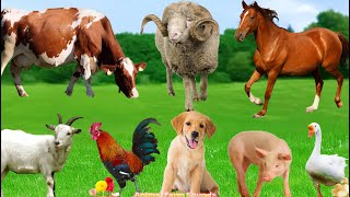 Farm Animal Food: Sheep, Cow, Goat, Pig, Horse, Dog, Duck - Animal Videos