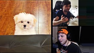 YASSUO GETS INTED BY HIS DOG MELLOW | SANCHOVIES LEARNS HOW TO LEASH JUNGLE | TF BLADE | LOL MOMENTS