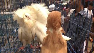 Fancy Pigeon of Tongi Birds Market | Gazipur | Dhaka | HD Fancy Pigeon of Tongi Birds Market | Gazipur | Dhaka | HD
