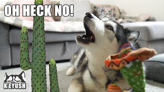 Husky Argues With Cactus That Talks And Dances!