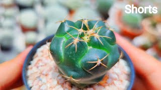 วิธีเลือกซื้อแคคตัสช้าง แบบไหนทรงสวย ทรงดี Coryphantha Elephantidens Cactus