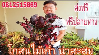 โกสน ไม้เก่า ราคาถูก ส่งฟรี ฟรีปลายทาง สนใจโทร0812515669ไอดีไลท์plam1475