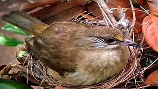 Streak eared bulbul Birds sit on the baby forever