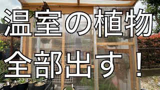 自作温室の内張外し！夏支度するぞ！