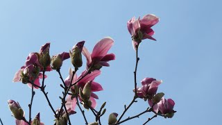 小さな窓の花ごよみ 1930 春を謳う花たち ♪  埴生の宿 オーケストラ ♪