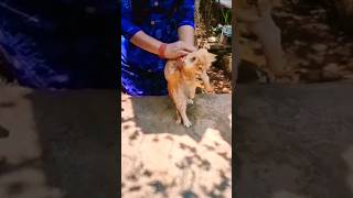 ഇങ്ങനെ ഒരു പൂച്ചക്കും വരരുത് 😭#funny #cute #trending #sad #shortvideo #reels #video #youtube #tiktok