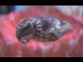 Cool Critters: Dwarf Cuttlefish - KQED QUEST