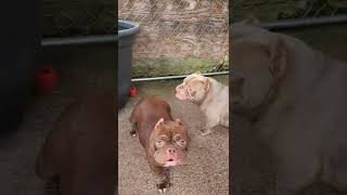 HitSquad Bullie's Nano Exotic Bullies american bully micro exotic