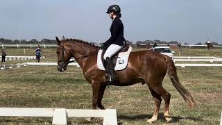 Sensational New Forest Performance Pony