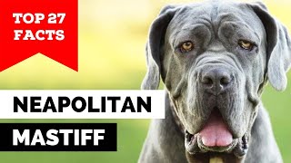 99% of Neapolitan Mastiff Dog Owners Don't Know This