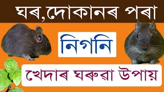 নিগনি খেদাৰ উপায়/How to get rid of rats,Assamese Video@Arupjyotisaikia