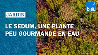 Le Sedum, une plante peu gourmande en eau - les conseils de Roland Motte