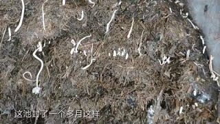 尘峰：今天开了一池青贮草，表面损坏霉变了，牛儿一样吃得香