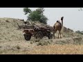 desert lifestyle cholistan desert pakistan rohi rajasthan documentry