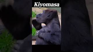 キヨマサのドラミング炸裂！Kiyomasa's drumming【#東山動植物園】explosion！ #gorilla #गोरिल्ला #горилла #大猩猩