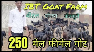 250 goats | बीटल | सोजत | तोतापुरी ! IBT goat farm kadel pushkar Ajmer | bakra market | pkraj vlogs