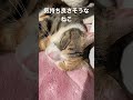 ねこ かわいい猫 ねこのいる生活 ジオラマ食堂 sorts