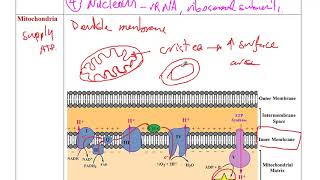 MCAT Biology 7 (part 2) - Eukaryotes, Prokaryotes \u0026 Viruses: Structure, Classification, Life Cycles